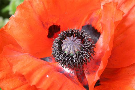 which poppies are illegal